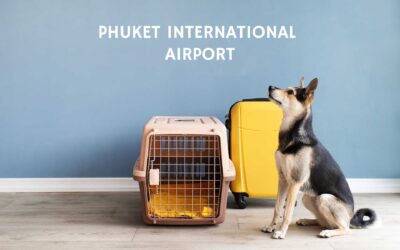 Flying to Phuket with Your Pet: A Complete Guide for a Smooth Journey