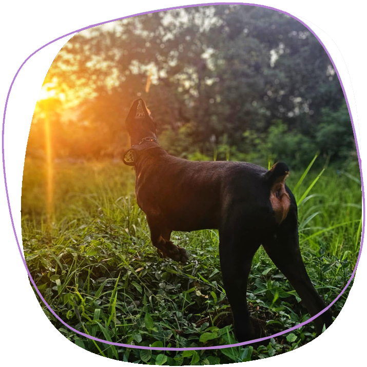 Doberman Hiking In Phuket Hills