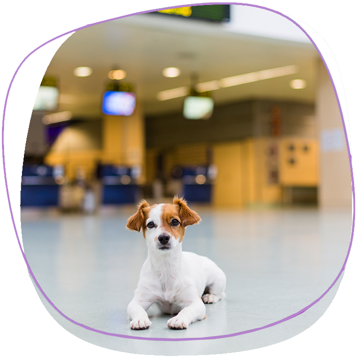 Dog At The Airport Ready To Travel