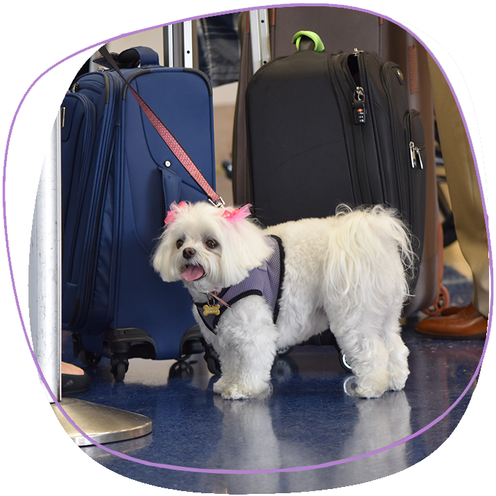 Dogs And People Traveling To Phuket At Airport In A Queue