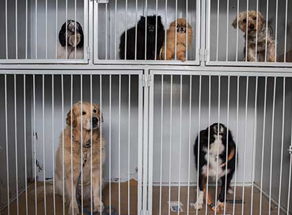 Dogs In Cages For Resque And For Adoption In Phuket