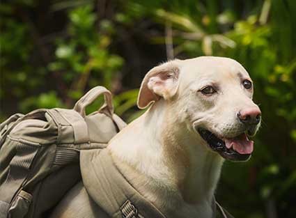Happy Dog Doing Hiking In Phuket