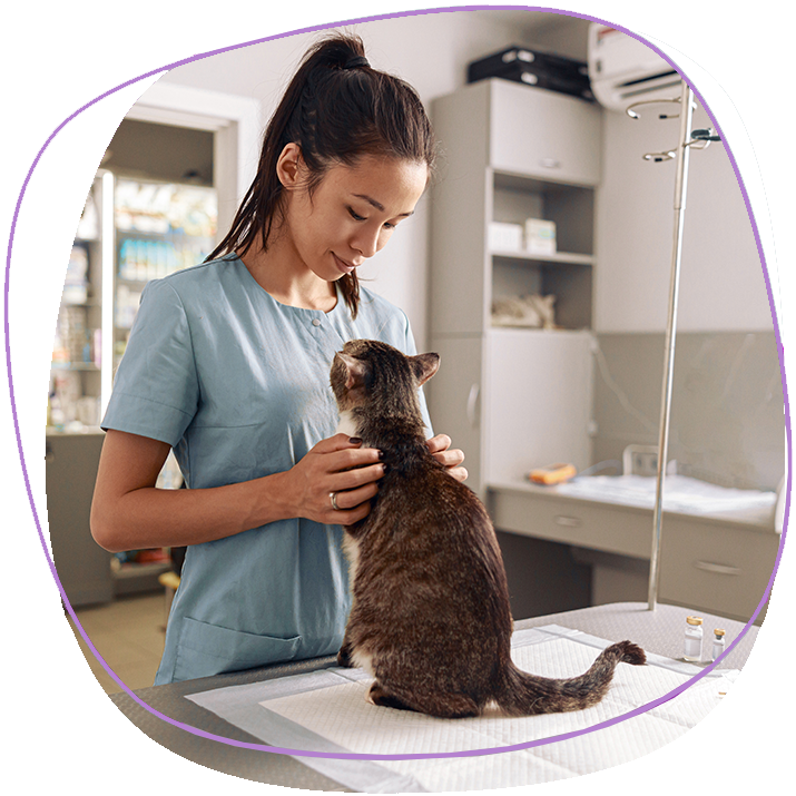 Nice Looking Thai Veterinary Checking A Male Cat In A Pet Friendly Clinic