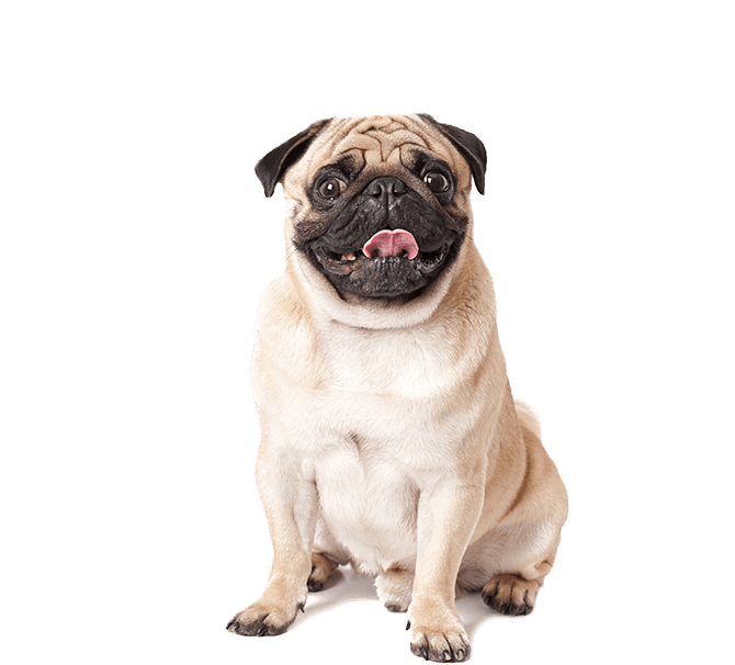 veterinary-3 img-12 (2)