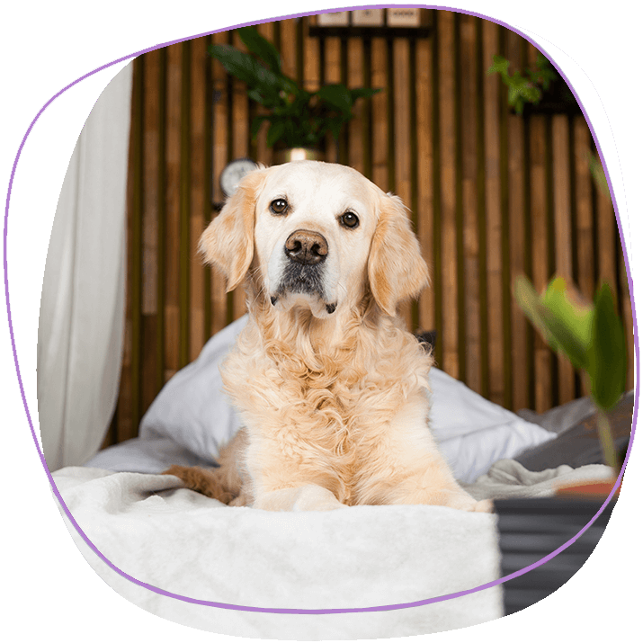 Pet-Friendly-Hotels-in-Phuket