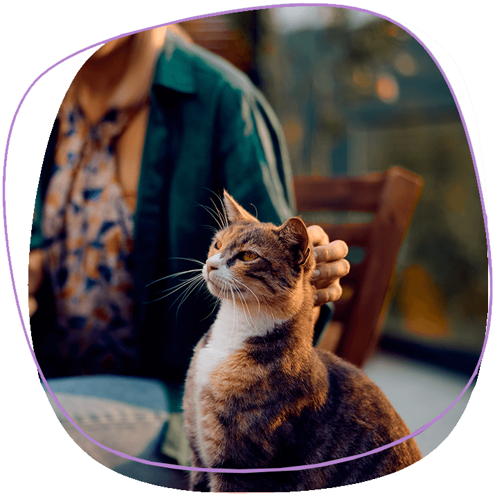 a-cat-with-cuddles-from-the-owner-in-a-pet-friendly-restaurant-in-phuket