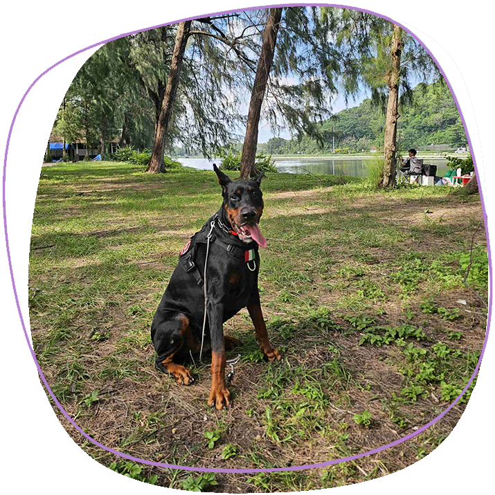 anubi-doberman-in-nai-harn-park-phuket-relaxing-on-grass