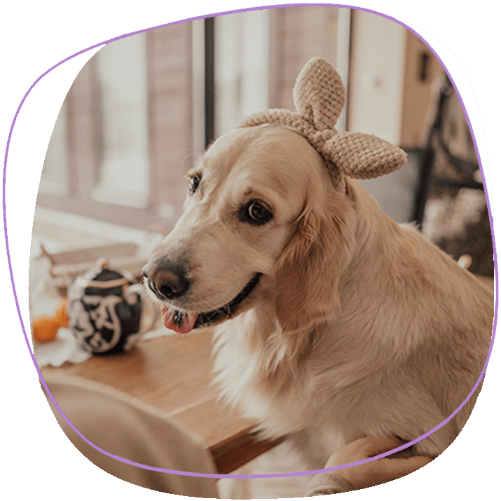 friendly-golder-retriver-in-a-pet-friendly-restaurant-in-phuket