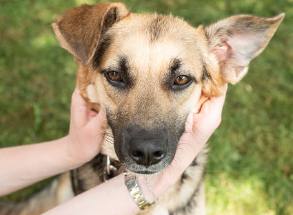 happy-dog-enjoying-gentle-human-touch-in-green-pa