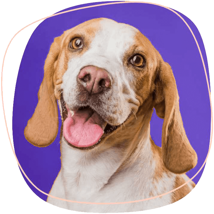 happy-dog-smiling-with-a-pet-friendly-enviroment