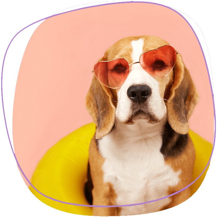 hotel-pet-friendly-dog-with-glasses