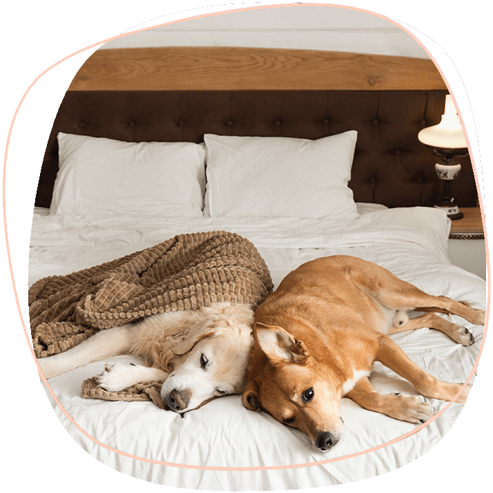 hotels-pet-friendly-in-phuket-a-golden-retriver-sleeping-with-another-dog-in-the-bed (1)