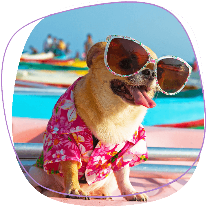 small-dog-at-the-beach-in-phuket-with-sunglasses