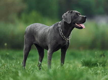 standing-on-the-green-grass-portrait-of-dog