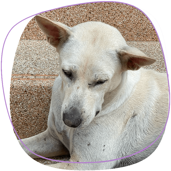 stray-dog-hill-in-need-of-help-in-phuket-road