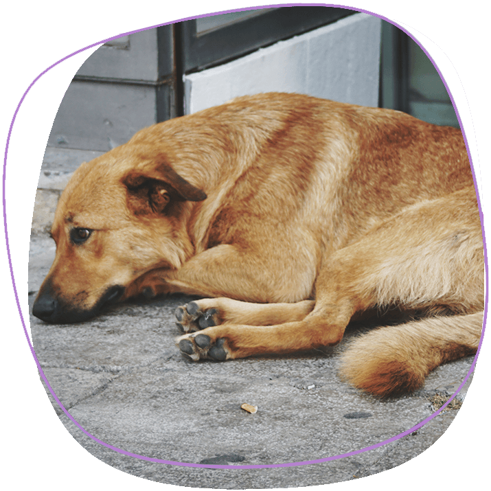 stray-dog-i-need-for-a-family-laying-sad-on-a-sidewalk